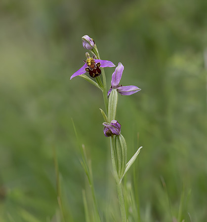 Bee Orchid (Orchis apifera)