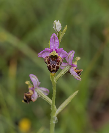 Late-Spider Orchid (Ophrys fuciflora