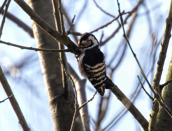Female Lesser Spotted -Woodpecker