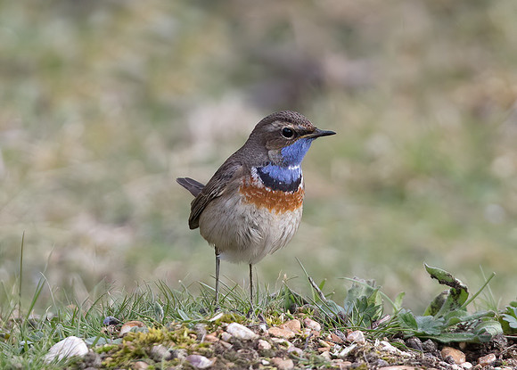 White-Spotted Bluethroat (Irania gutturalis)