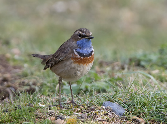White-Spotted Bluethroat (Irania gutturalis)