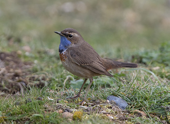 White-Spotted Bluethroat (Irania gutturalis)