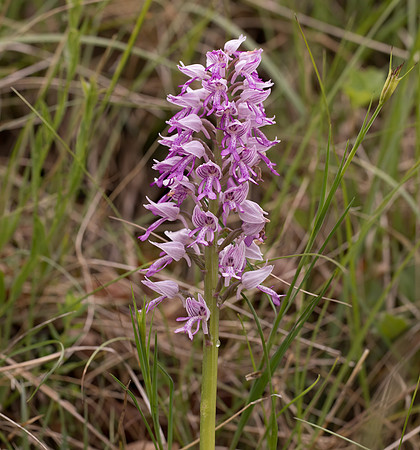 Military Orchid (Orchis militaris)