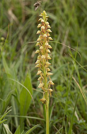 Man Orchid (Aceras anthropophorum)