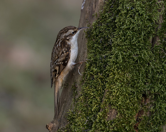 Tree Creeper
