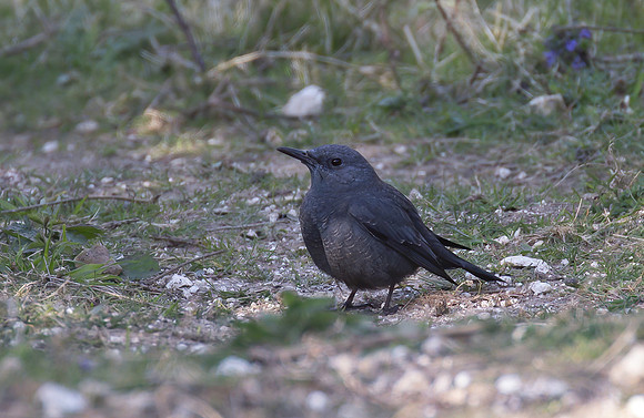 Blue Rock-Thrush
