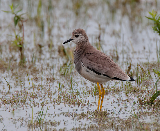 White Tailed-Lapwing