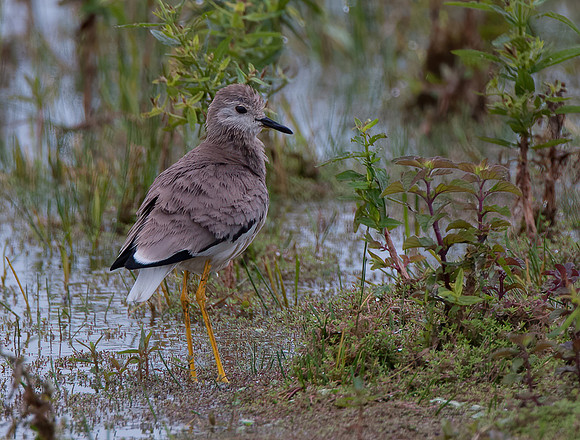 White Tailed-Lapwing