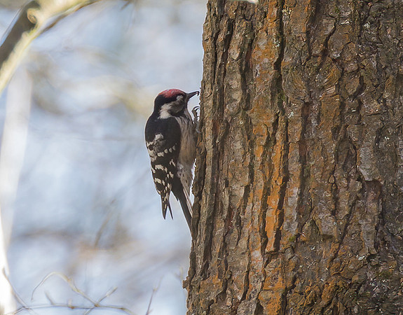 Male Lesser-Spotted Woodpecker