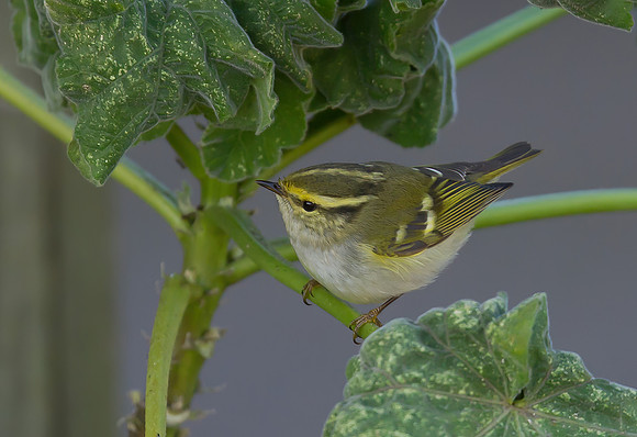 Pallas's Warbler