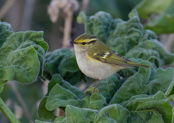 Pallas's Warbler