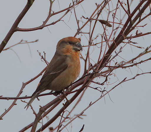 Parrot Crossbill