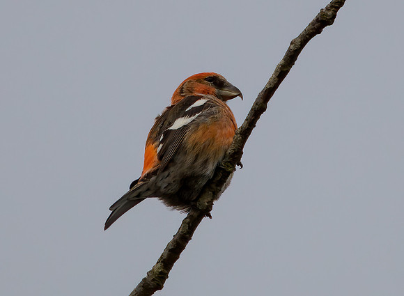 Two Barred-Crossbill