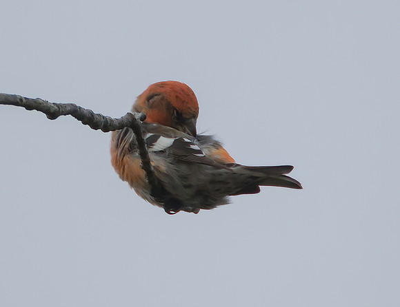Two Barred-Crossbill