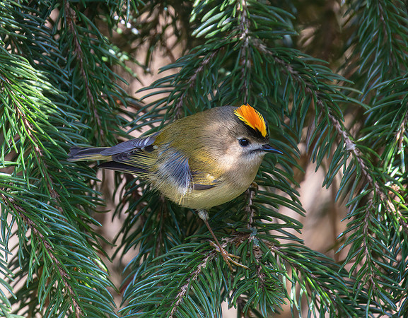Male Goldcrest (Regulus regulus)