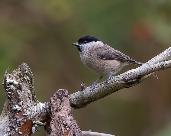 Marsh Tit (Parus palustris)