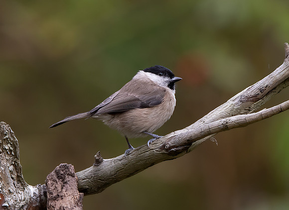 Marsh Tit (Parus palustris)