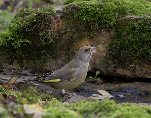 Winter Plumage Male Greenfinch (Carduelis chloris)
