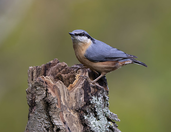 Male Eurasian Nuthatch (Sitta europaea)