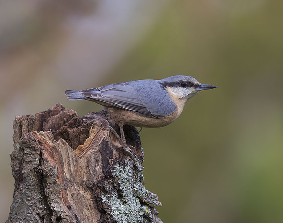 Female Eurasian Nuthatch (Sitts europaea)