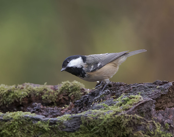 Coal Tit (Parus ater)