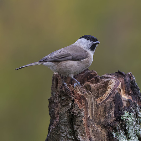 Marsh Tit (Parus palustris)