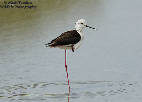 Black-Winged Stilt