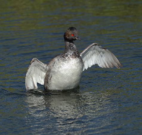 Black-Necked Grebe