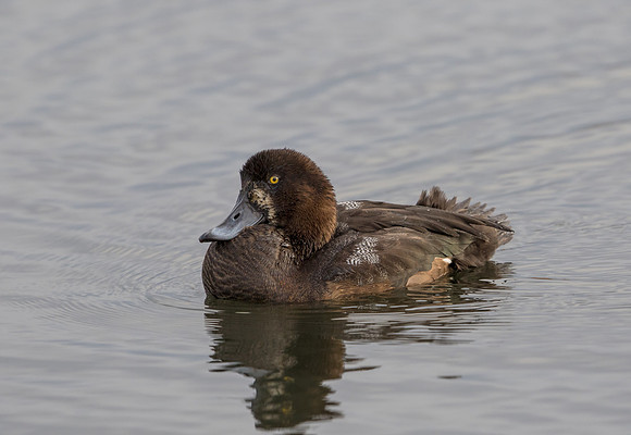 Juvenile Scaup