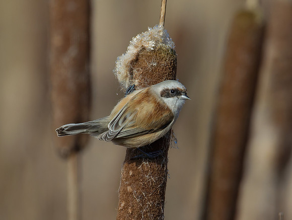 Penduline Tit