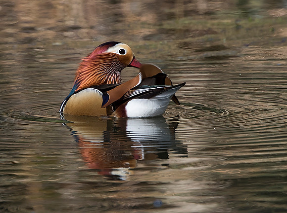Male Mandarin