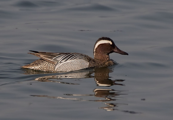 Male Garganey