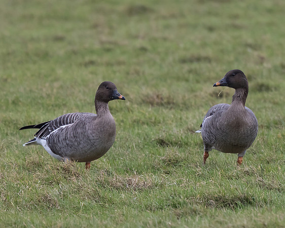 Tundra Bean Goose (Anser rossicus)