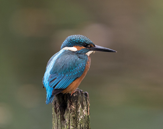 Male Kingfisher (Alcedo atthis)