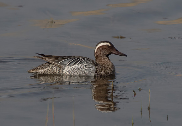 Male Garganey (Anas querquedula)