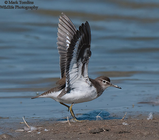 Common Sandpiper