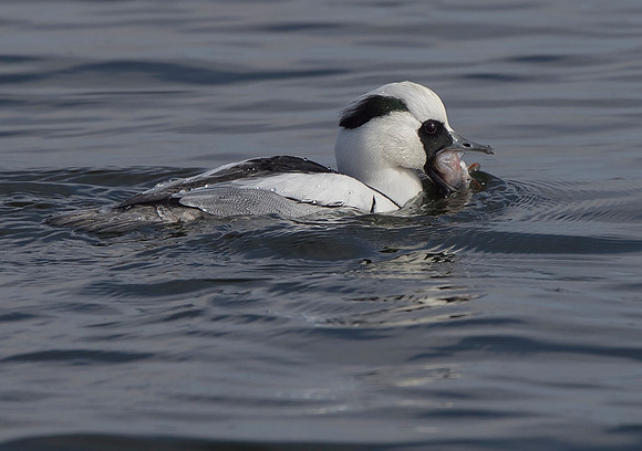 Male Smew