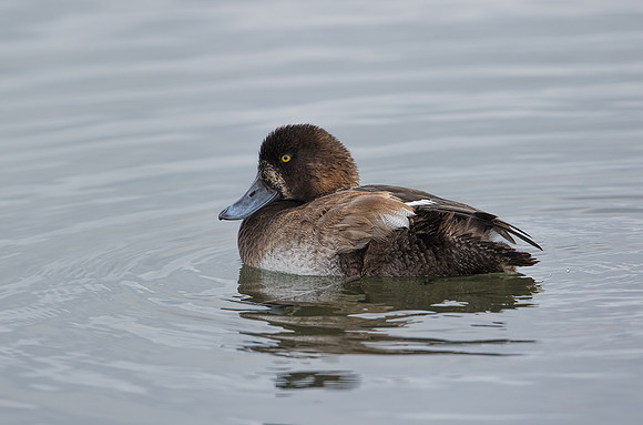 Juvenile Scaup