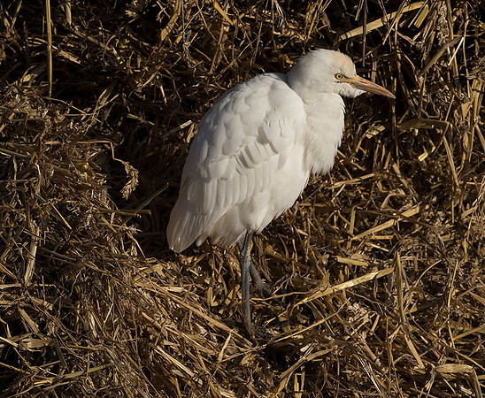Cattle Egret