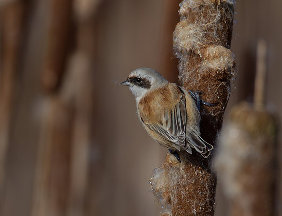 Penduline Tit
