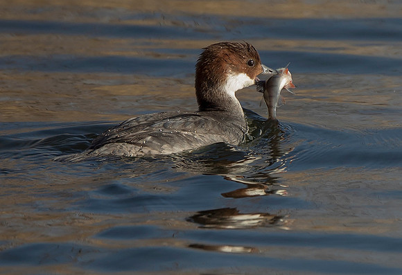 Female Smew