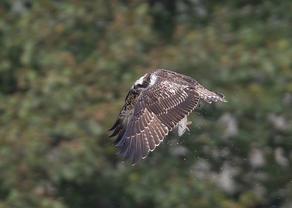 Juvenile Osprey