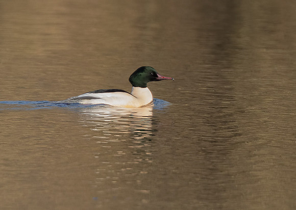 Male Goosander