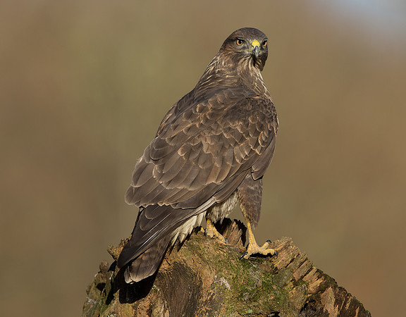 Common Buzzard