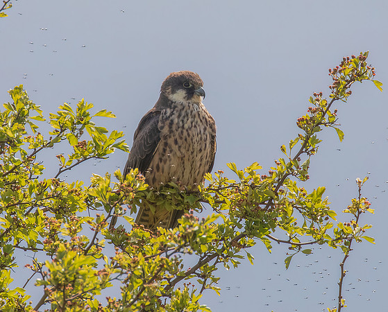 Pale-Morph 2nd Summer Eleonora's Falcon (Falco eleonorae)