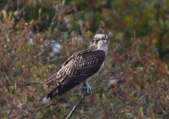 Juvenile Osprey (Pandion haliaetus)