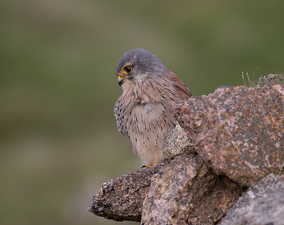 Male Kestrel