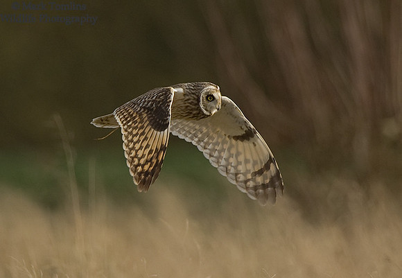 Short-Eared Owl