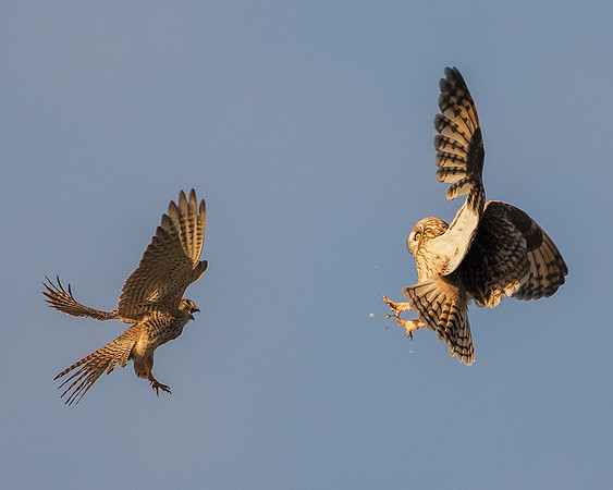 Kestrel and Short-Eared Owl