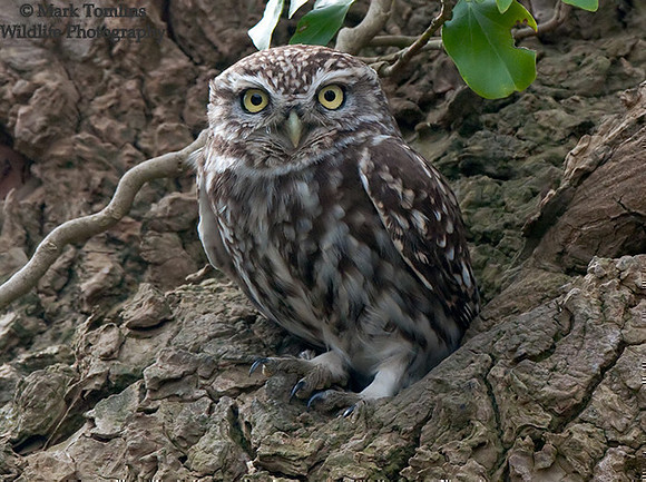 Little Owl